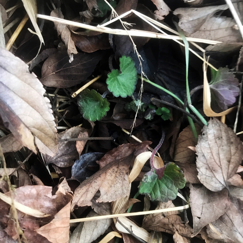 枯れ葉の中から密やかにその表情を見せるカキドオシ。食べ過ぎに注意されたし。2018年1月19日撮影。