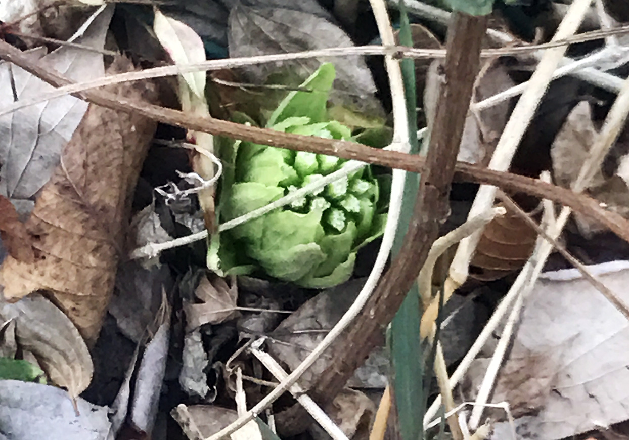 枯れ葉の隙間からその蕾を覗かせるフキノトウ。これが春だ。2018年3月3日撮影。