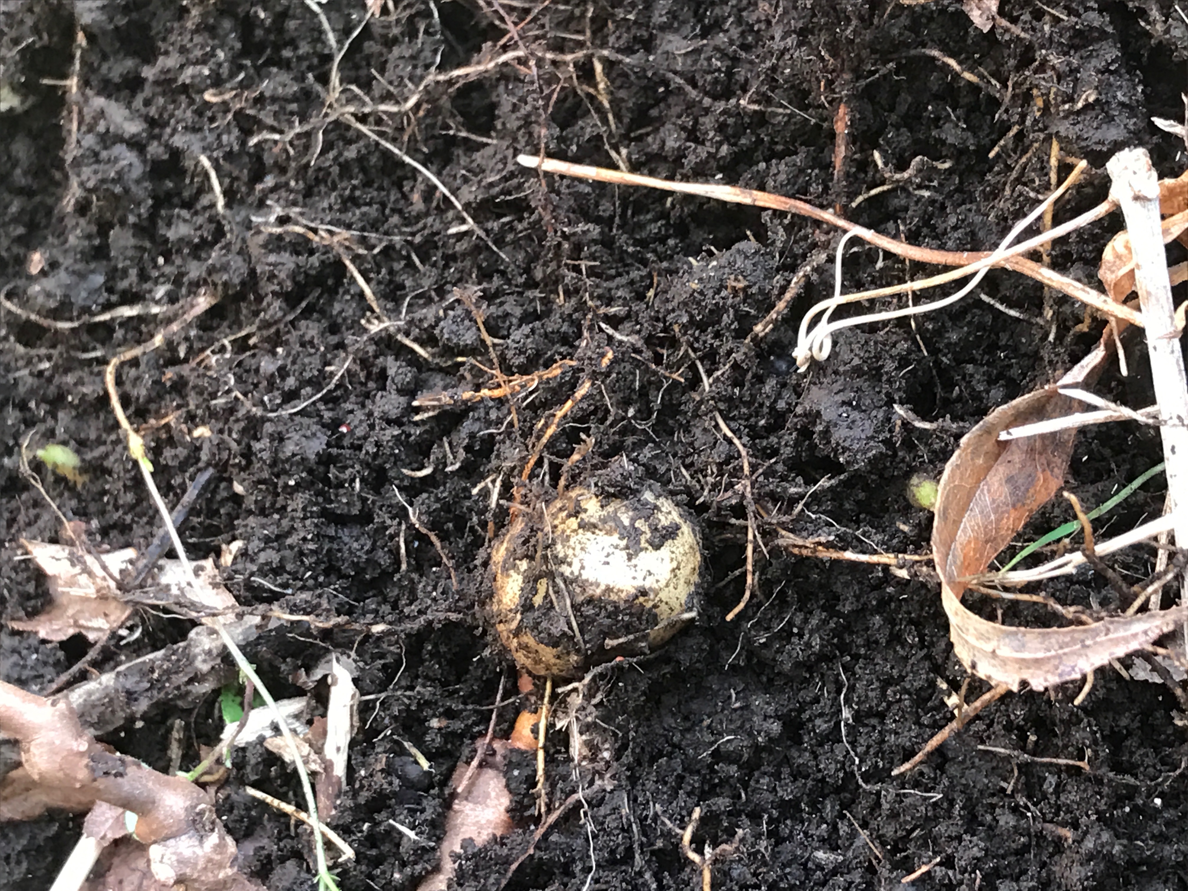 地中より掘り起こされた小芋。2019年1月2日撮影。