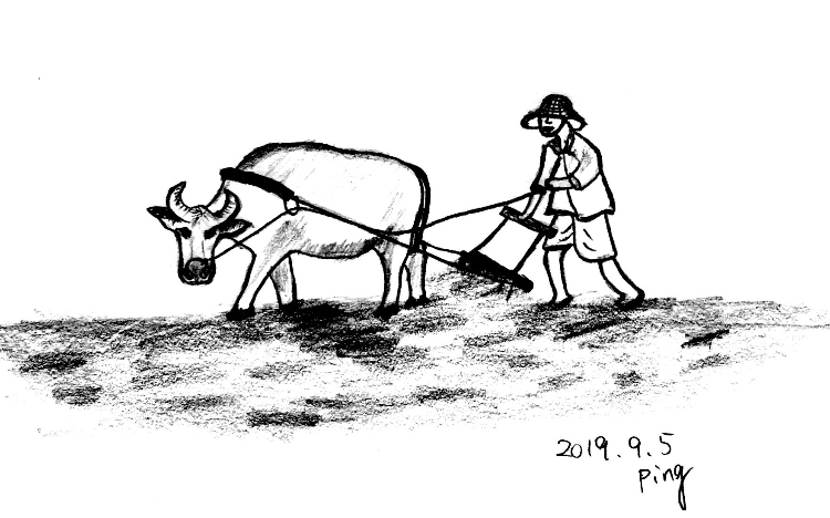 鼻輪をしている水牛が田畑を耕す様の挿絵